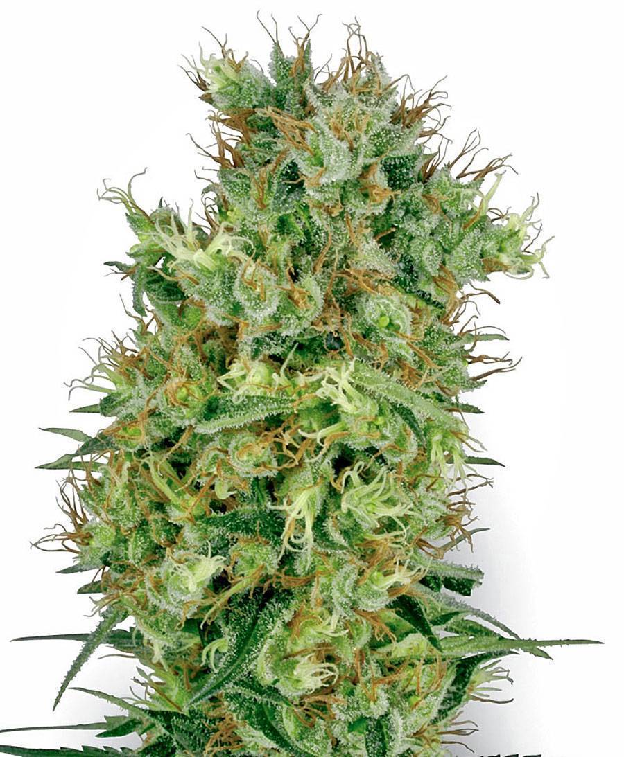 Cannabis Samen