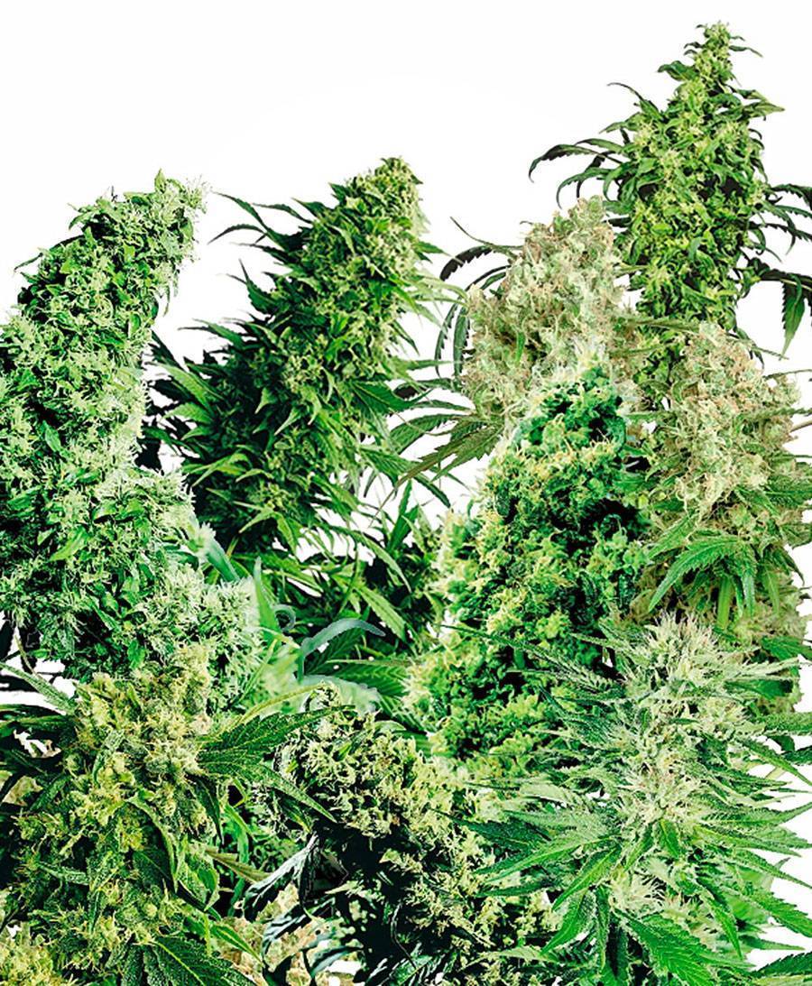 Cannabis Samen bestellen