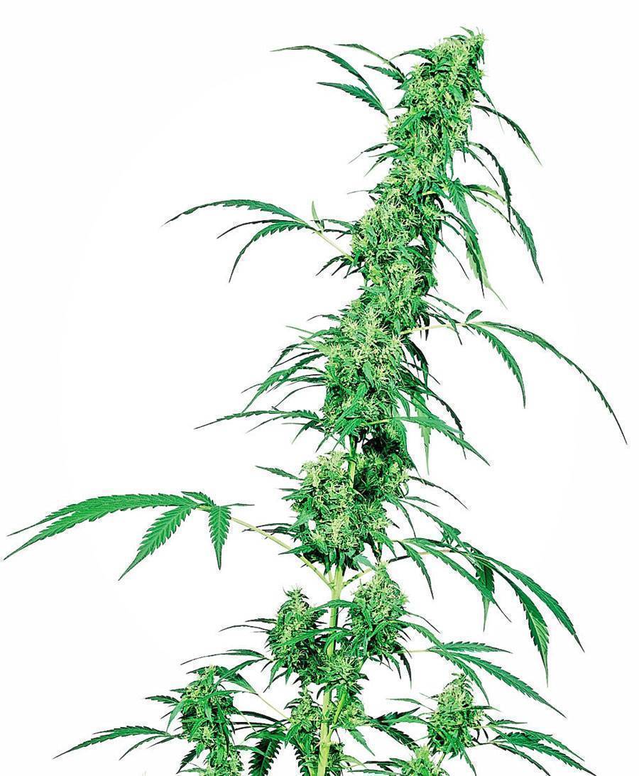 neue Cannabis Samen