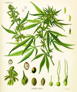 sativa_unter_der_lupe