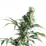 mexican-sativa-photo