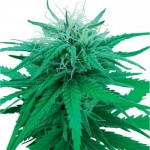 ruderalis-indica-photo