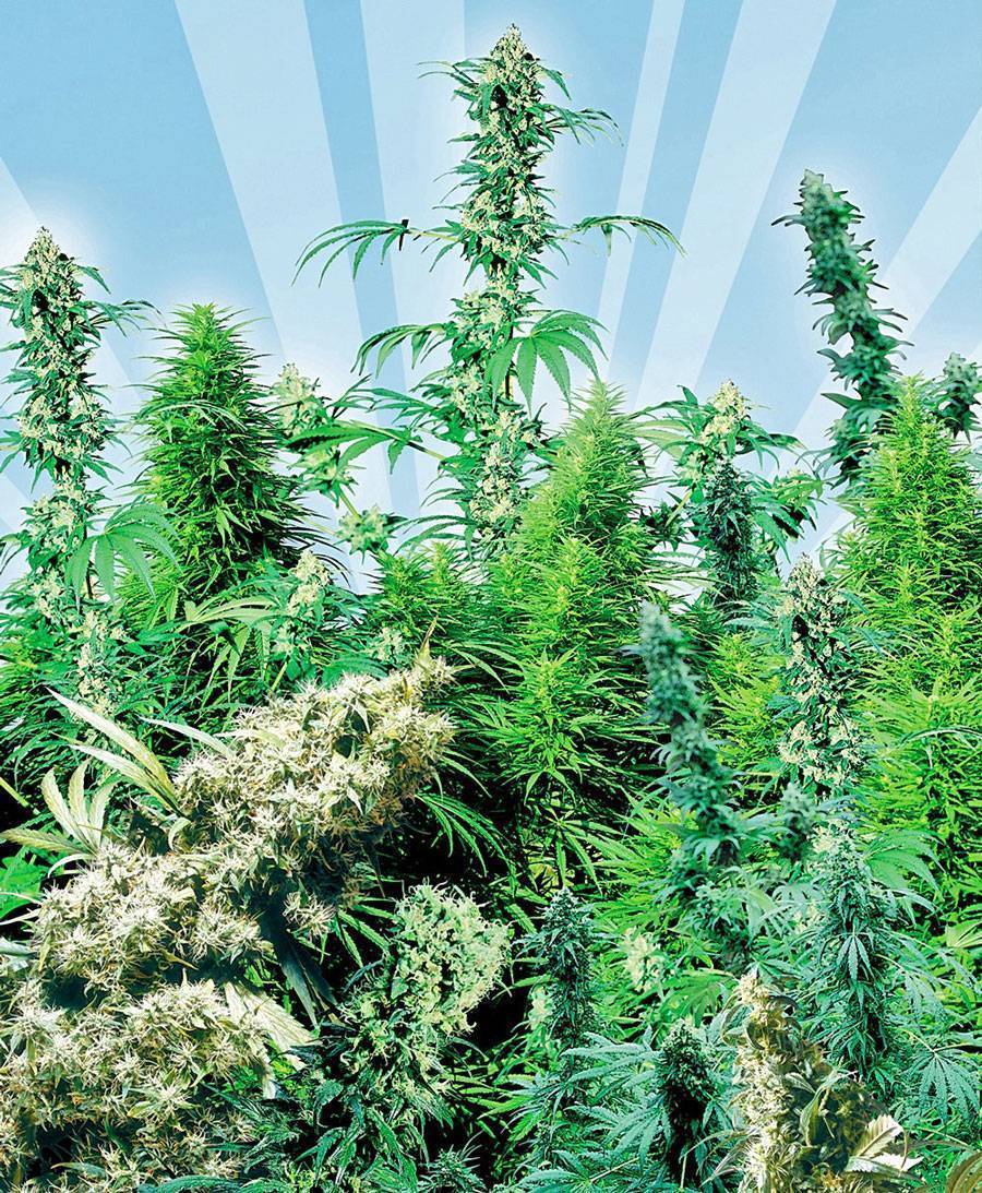 Hanfsamen marihuana-samen trockene samen zum pflanzen isoliert auf