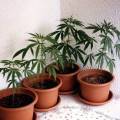 Die fünf besten Tipps für den Cannabis Anbau