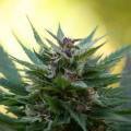 Colorado: Cannabis-Legalisierung als Job- und Wirtschaftsmotor