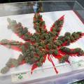 Kanada will Cannabis zum Genuss bis 2018 legalisieren