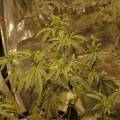 Medizinisches Cannabis: Überwachung durch staatliche Agentur