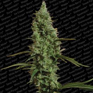 Atomical Haze Feminisiert