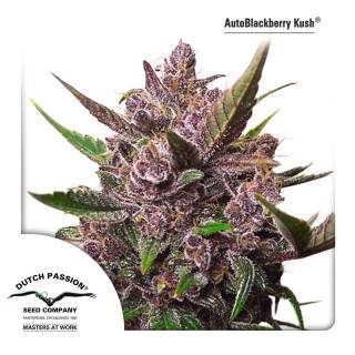 AutoBlackberry Kush Feminisiert