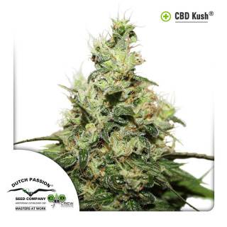 CBD Kush Feminisiert