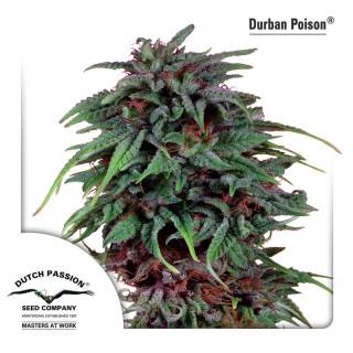 Durban Poison Feminisiert