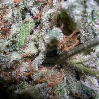 Indica Champions Pack Feminisiert