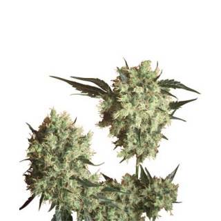 Marleys Collie