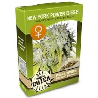 New York Power Diesel Feminisiert