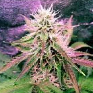 Northern Light Feminisiert Autoflowering