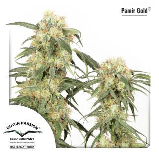 Pamir Gold Feminisiert