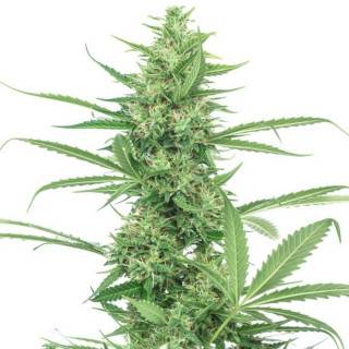 Pure Power Plant