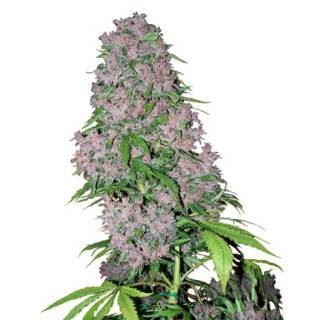 Purple Bud Feminisiert