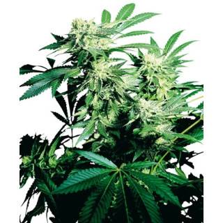 Skunk Kush Feminisiert