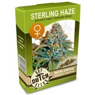 Sterling Haze Feminisiert