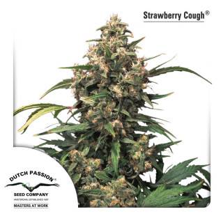 Strawberry Cough Feminisiert