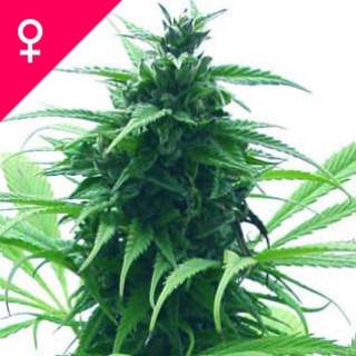 Super Skunk Feminisiert