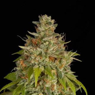 Swazi x Skunk