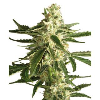 White Diesel Haze Automatic