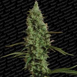 Atomical Haze Feminisiert