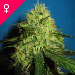 Big Bud Feminisiert