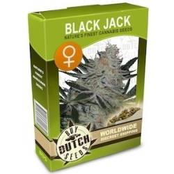 Black Jack Feminisiert