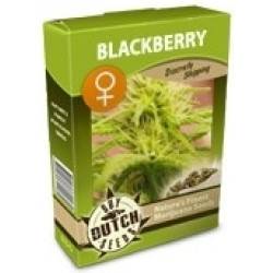 Blackberry Feminisiert