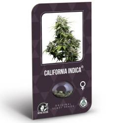 California Indica Feminisiert (Classic Redux Serie)