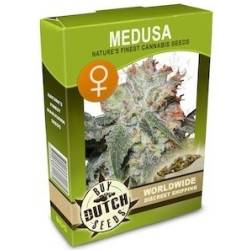 Medusa Feminisiert