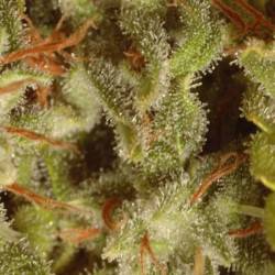 Sativa Champions Pack Feminisiert