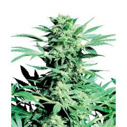 Shiva Skunk
