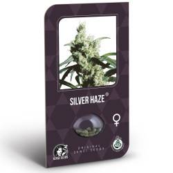 Silver Haze Feminisiert (Classic Redux Serie)