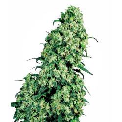 Skunk #1 Feminisiert