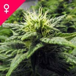 Skunk #1 Feminisiert