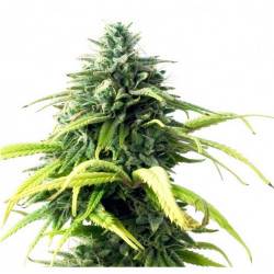 Skunk #1 Feminisiert