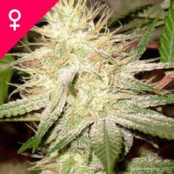 White Widow Feminisiert